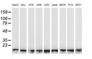 ATP6V1F Antibody (clone OTI6C11)
