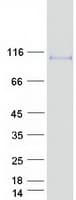 Human ATXN1 / SCA1 Protein (Recombinant Myc-DDK (Flag))
