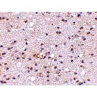 AMBRA1 Antibody