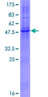 Human RNF182 Protein (Recombinant GST)