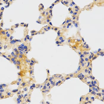ATG3 Antibody