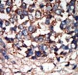 NEK9 Antibody (aa846-877)