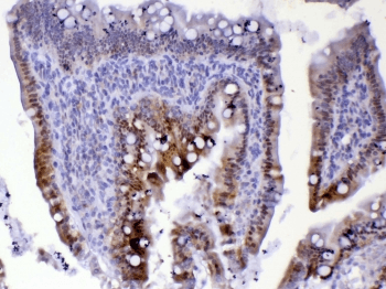 CDC20 Antibody