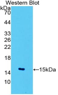 Polyclonal Rabbit anti-Human SLC2A1 / GLUT-1 Antibody (Biotin, aa251-329, WB)