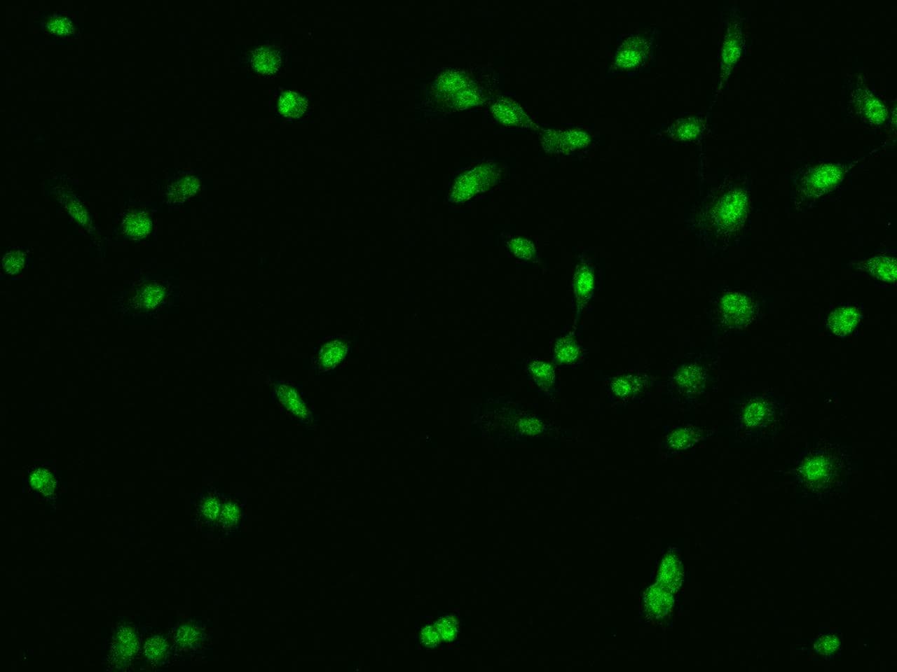 CHD5 Antibody