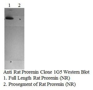 Prorenin + Renin Antibody (clone 1G5-B8)