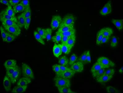 MAGI1 Antibody