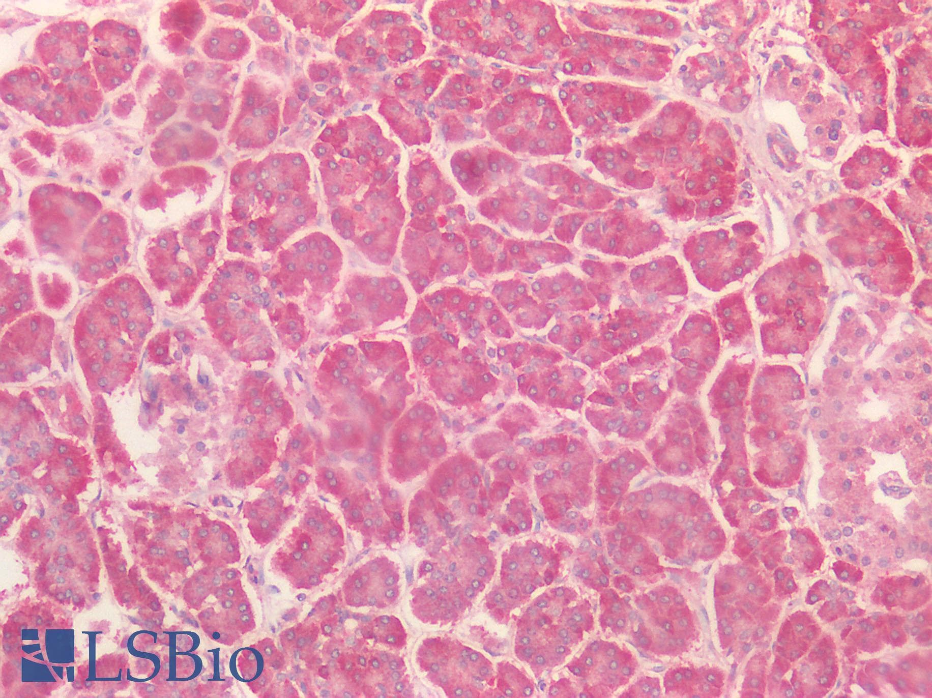 NME4 Antibody