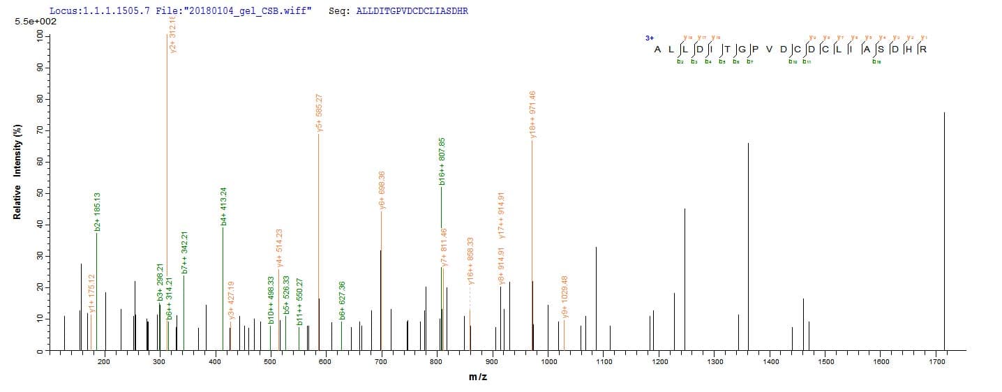Methanothermobacter marburgensis fno Protein (Recombinant 10His, N-terminus + Myc, C-terminus)