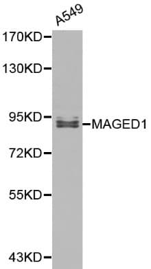 Polyclonal Rabbit anti-Human MAGED1 / NRAGE Antibody (IHC, WB)