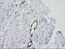 GIMAP4 Antibody (clone OTI2F9)