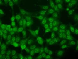 ID3 Antibody (clone OTI7B6)