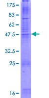 Human CLDN8 / Claudin 8 Protein (Recombinant GST)