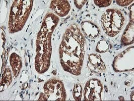 KCNAB1 Antibody (clone OTI7C7)
