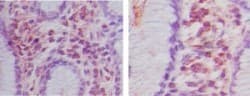 RNF31 Antibody (aa950-1000)