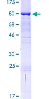 Human BAIAP2L1 Protein (Recombinant GST)
