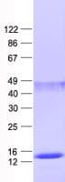 Human MRPS33 Protein (Recombinant His, N-Terminal)