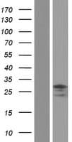 Human FBX23 / Tetraspanin 17 Protein (Over-Expression Lysate Myc-DDK (Flag))