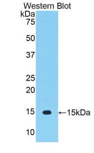 THY1 / CD90 Antibody (aa20-131)