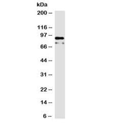 Monoclonal Mouse anti-Human CTNNB1 / Beta Catenin Antibody (clone 15B8, IHC, IF, WB)