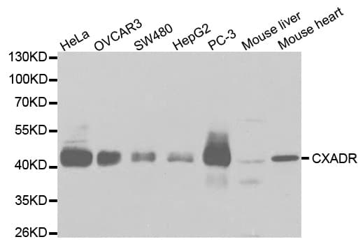 CXADR Antibody