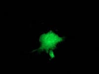 ZFP36 / Tristetraprolin Antibody (clone OTI1C8)