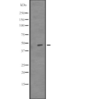 TUBD1 / Tubulin Delta Antibody