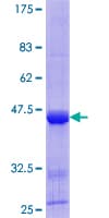 Human ID / ID1 Protein (Recombinant GST)
