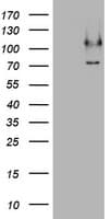 CCDC93 Antibody (aa293-631, clone OTI3B5)