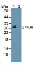 PSMA5 Antibody (aa1-241, PE)