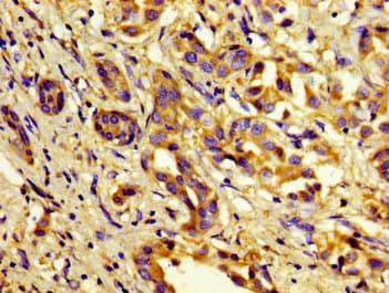 Complement C1s Antibody