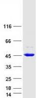 Human BHMT2 Protein (Recombinant Myc-DDK (Flag))