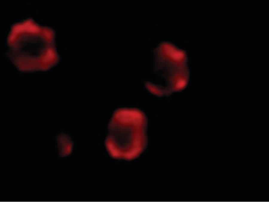 IHC-plus™ IRAK2 / IRAK-2 Antibody
