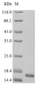 Tuber borchii Cyanovirin-N homolog Protein (Recombinant 6His, N-terminus)
