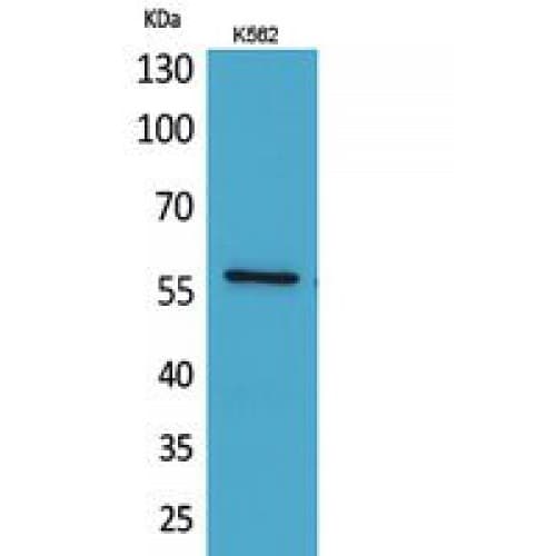 ANGPTL1 Antibody (1-50 aa, Internal)