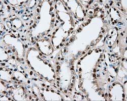 PTPRE / PTP Epsilon Antibody (clone OTI3D4, Carrier-free)