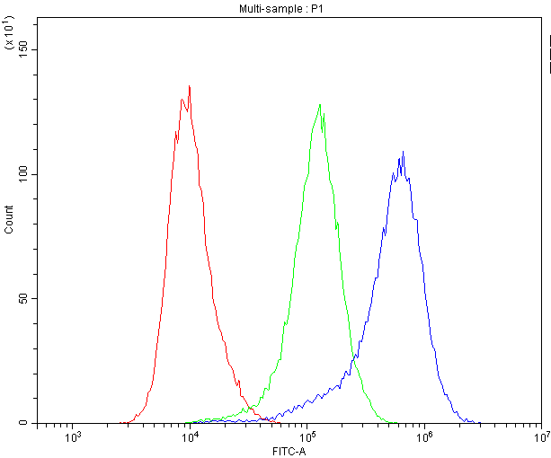 BEST1 / BEST / Bestrophin Antibody