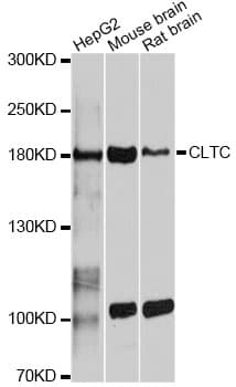 CLTC / Clathrin Heavy Chain Antibody