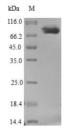 Escherichia coli htpG Protein (Recombinant 6His, N-terminus)