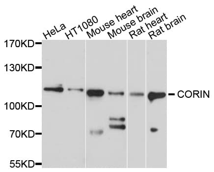 CORIN Antibody