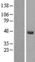 SMPDL3B Protein (Over-Expression Lysate Myc-DDK (Flag))