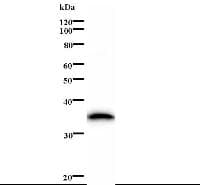 HIRA Antibody (clone 374C6a)