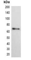 His Tag Antibody