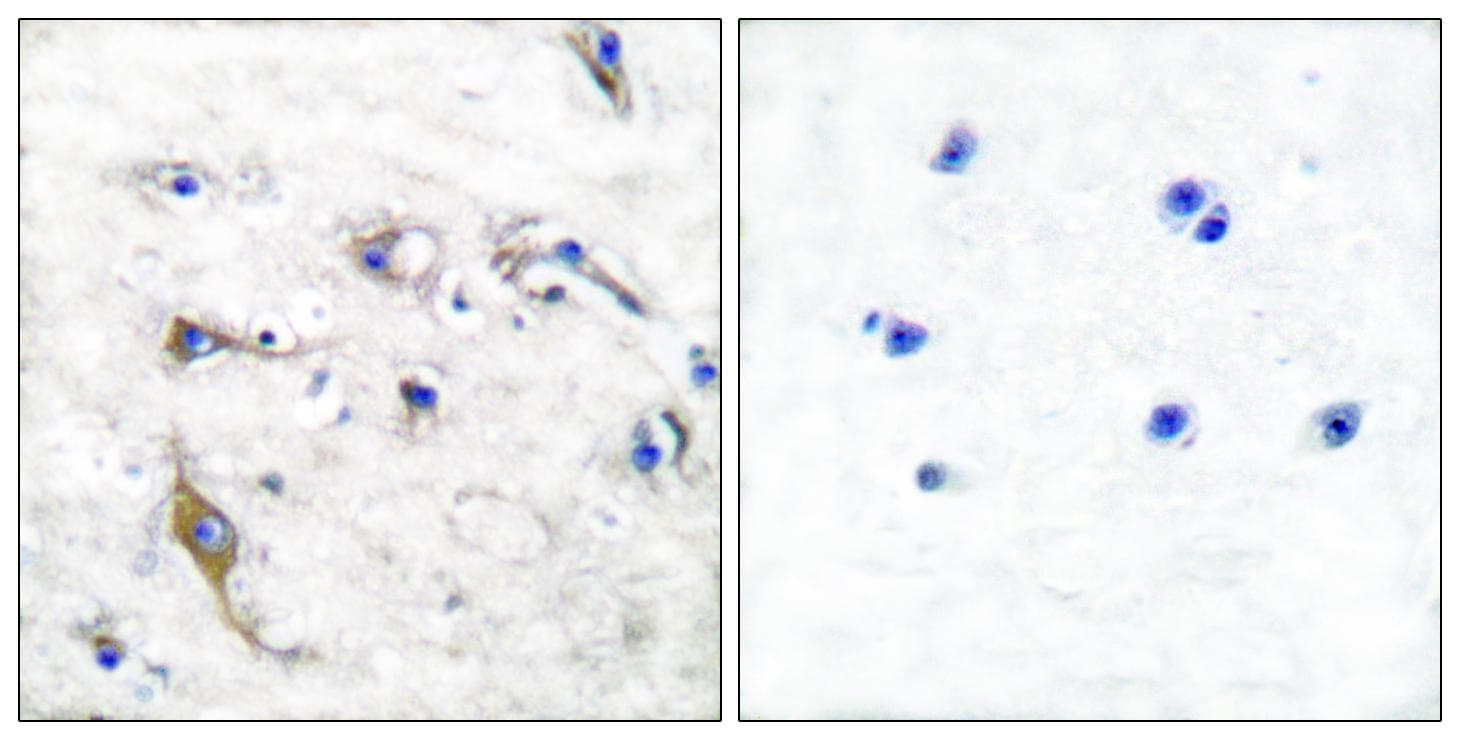 PRAF2 Antibody