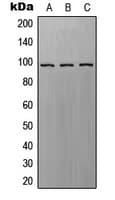 RAPGEF3 / EPAC Antibody (C-Terminus)