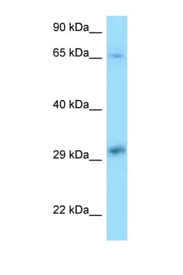 XPA Antibody (C-Terminus)