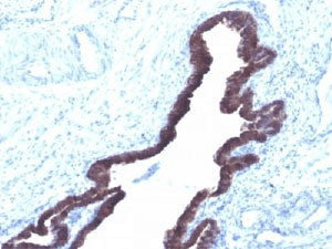 Cytokeratin 8+18 Antibody (clone K8.8 + DC10, Azide-free, BSA-free)