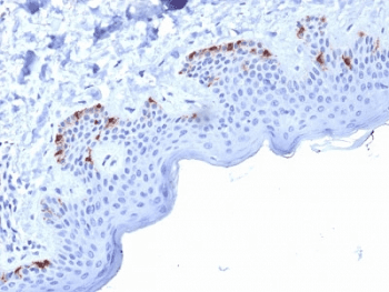 Monoclonal Mouse anti-Human PMEL / SILV / gp100 Antibody (clone PMEL/2037, IHC)