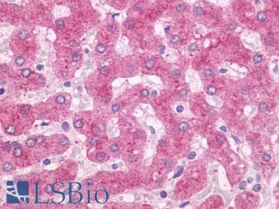 PathPlus™ OXER1 Antibody (C-Terminus)