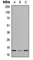 REG4 / REG-IV Antibody (Internal)